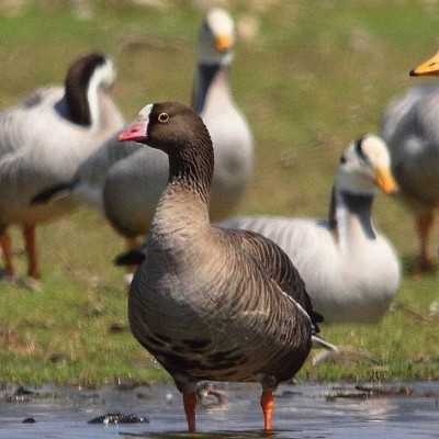 Lesser White Fronted Goose